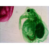 Набор готовых микропрепаратов LEVENHUK N38 NG 29278